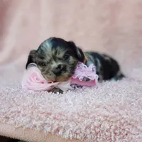 Charlotte, a female Cavalier King Charles Spaniel and Chihuahua for sale in Elizabethton, TN – 10 of 10