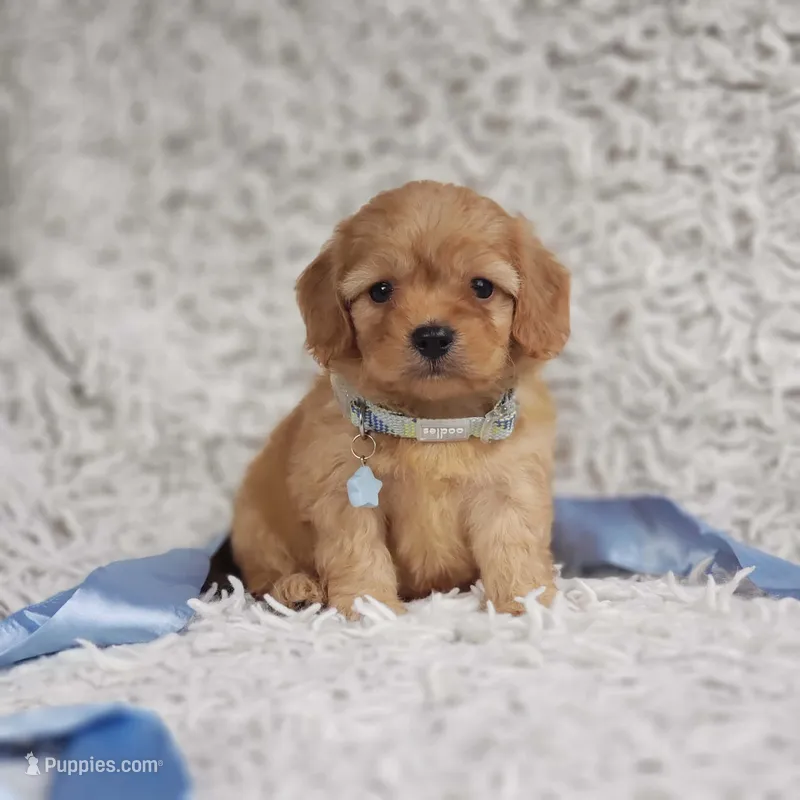 Liam – Cavalier King Charles Spaniel, Poodle - Toy  puppy for sale in Elizabethton, TN