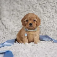 Liam, a male Cavalier King Charles Spaniel and Poodle - Toy  for sale in Elizabethton, TN – 1 of 6