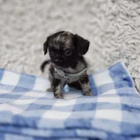 Noah, a male Cavalier King Charles Spaniel and Chihuahua for sale in Elizabethton, TN – 6 of 9