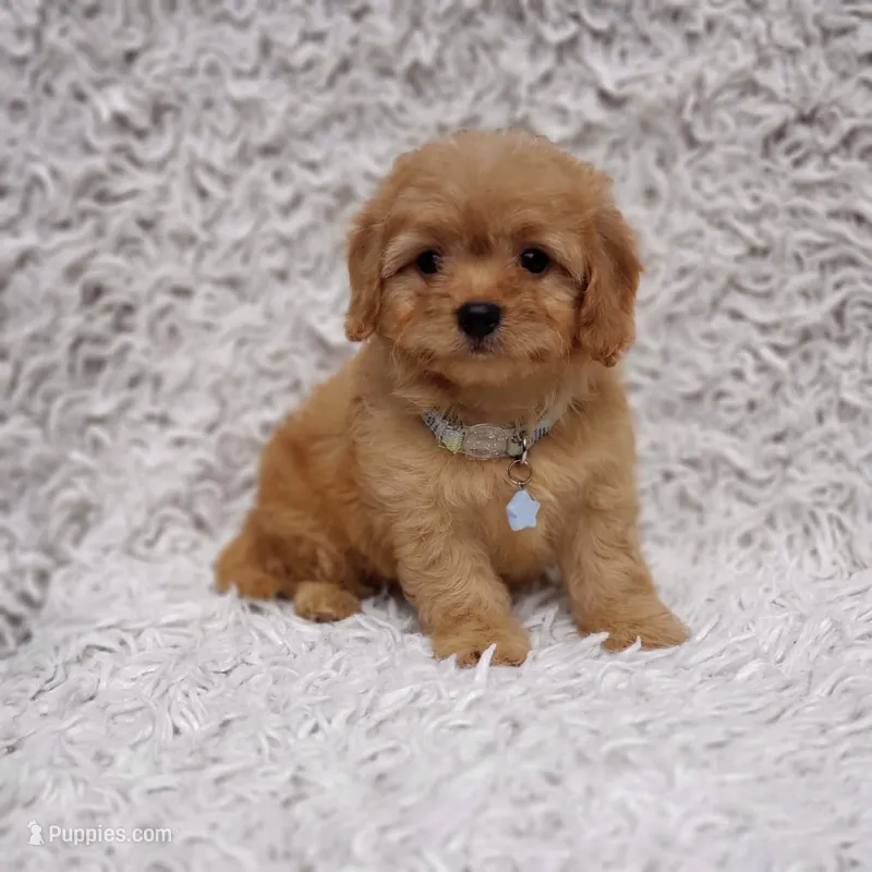 Liam – Cavalier King Charles Spaniel, Poodle - Toy  puppy for sale in Elizabethton, TN