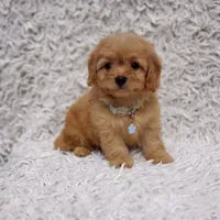 Liam, a male Cavalier King Charles Spaniel and Poodle - Toy  for sale in Elizabethton, TN – 1 of 8