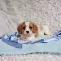Westley, a male Cavalier King Charles Spaniel for sale in Elizabethton, TN – 3 of 10