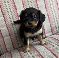 Rosie, a female Cavalier King Charles Spaniel and Chihuahua for sale in Elizabethton, TN – Photo 1 of 4