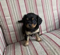 Rosie, a female Cavalier King Charles Spaniel and Chihuahua for sale in Elizabethton, TN – Photo 4 of 4