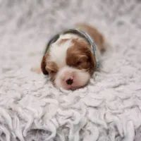 AKC Remi, a male Cavalier King Charles Spaniel for sale in Elizabethton, TN – 2 of 6