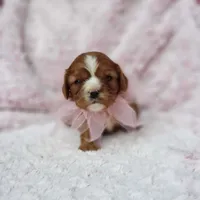 AKC Hope, a female Cavalier King Charles Spaniel for sale in Elizabethton, TN – 5 of 10