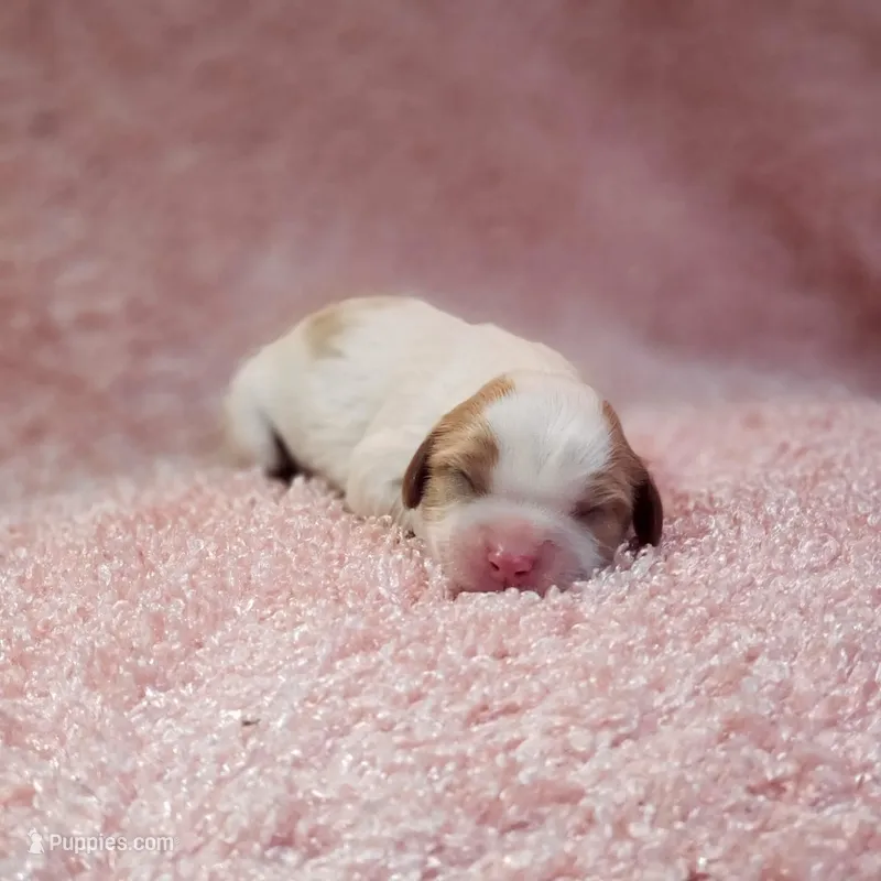 AKC Courtney – Cavalier King Charles Spaniel puppy for sale in Elizabethton, TN