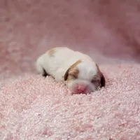 AKC Courtney, a female Cavalier King Charles Spaniel for sale in Elizabethton, TN – 1 of 2