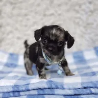 Noah, a male Cavalier King Charles Spaniel and Chihuahua for sale in Elizabethton, TN – 8 of 9