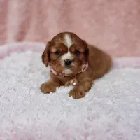 AKC Georgia, a female Cavalier King Charles Spaniel for sale in Elizabethton, TN – 5 of 9