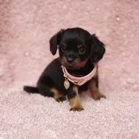 Daisy, a female Cavalier King Charles Spaniel and Chihuahua for sale in Elizabethton, TN – 6 of 8