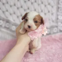 Rosie , a female Cavalier King Charles Spaniel for sale in Elizabethton, TN – 9 of 10
