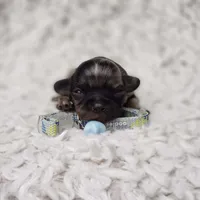 Tiny George, a male Cavalier King Charles Spaniel and Chihuahua for sale in Elizabethton, TN – 9 of 9