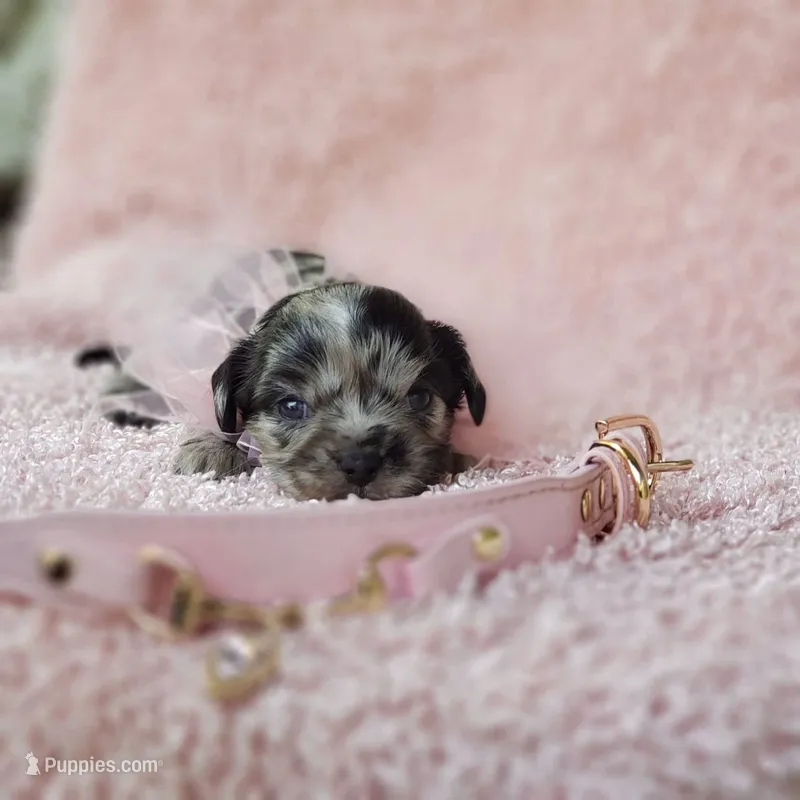 Charlotte – Cavalier King Charles Spaniel, Chihuahua puppy for sale in Elizabethton, TN