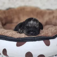 Tiny George, a male Cavalier King Charles Spaniel and Chihuahua for sale in Elizabethton, TN – 4 of 10