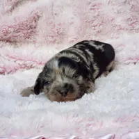 Charlotte, a female Cavalier King Charles Spaniel and Chihuahua for sale in Elizabethton, TN – 7 of 7