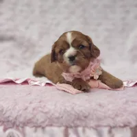 AKC Ember, a female Cavalier King Charles Spaniel for sale in Elizabethton, TN – 3 of 9