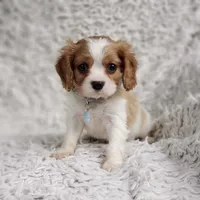 Westley, a male Cavalier King Charles Spaniel for sale in Elizabethton, TN – 8 of 8