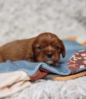 AKC Ferguson, a male Cavalier King Charles Spaniel for sale in Elizabethton, TN – 5 of 7