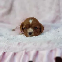 AKC Gracie, a female Cavalier King Charles Spaniel for sale in Elizabethton, TN – 3 of 8