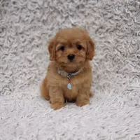 Liam, a male Cavalier King Charles Spaniel and Poodle - Toy  for sale in Elizabethton, TN – 6 of 8
