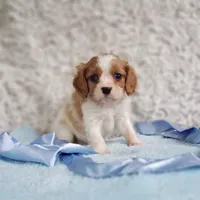 Westley, a male Cavalier King Charles Spaniel for sale in Elizabethton, TN – 9 of 10