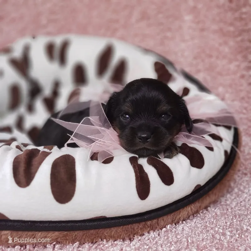 Daisy  – Cavalier King Charles Spaniel puppy for sale in Elizabethton, TN