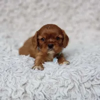 AKC Ferguson, a male Cavalier King Charles Spaniel for sale in Elizabethton, TN – 6 of 7