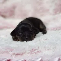 Daisy , a female Cavalier King Charles Spaniel and Chihuahua for sale in Elizabethton, TN – 5 of 5