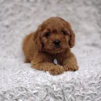 Reuben, a male Cavalier King Charles Spaniel and Poodle - Toy  for sale in Elizabethton, TN – 3 of 10