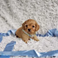 Liam, a male Cavalier King Charles Spaniel and Poodle - Toy  for sale in Elizabethton, TN – 4 of 7