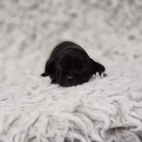 Jake, a male Cavalier King Charles Spaniel and Chihuahua for sale in Elizabethton, TN – 2 of 9