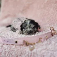 Charlotte, a female Cavalier King Charles Spaniel and Chihuahua for sale in Elizabethton, TN – 2 of 5