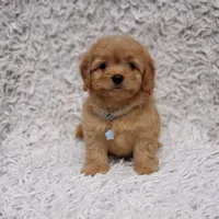 Liam, a male Cavalier King Charles Spaniel and Poodle - Toy  for sale in Elizabethton, TN – 3 of 8