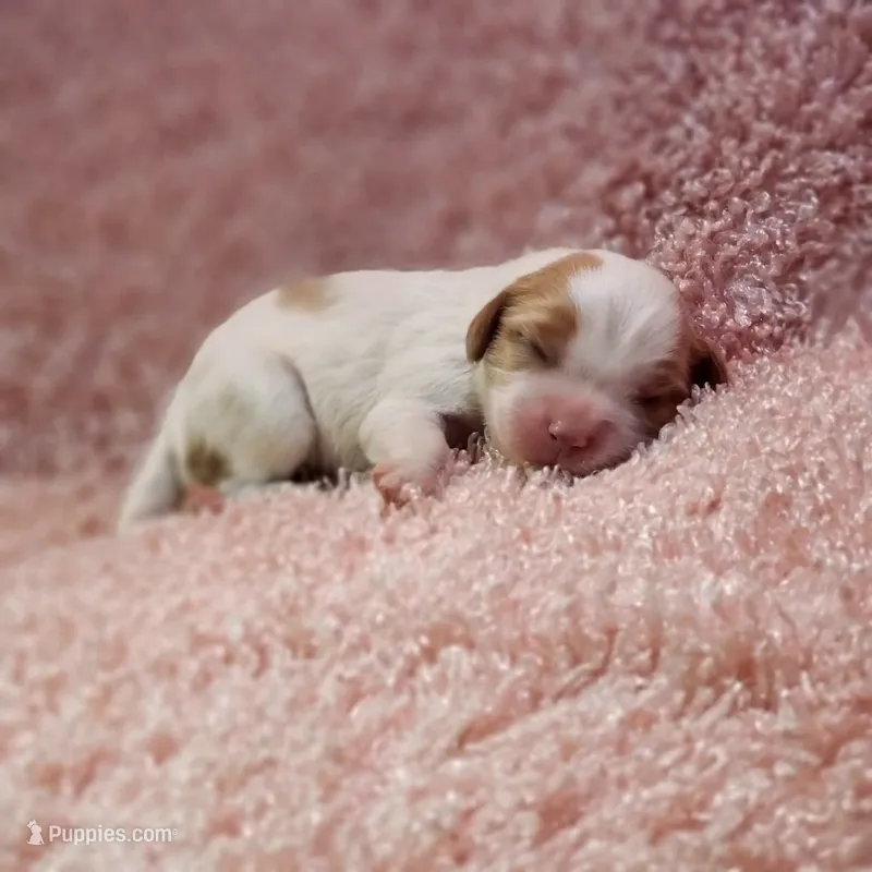 AKC Courtney – Cavalier King Charles Spaniel puppy for sale in Elizabethton, TN