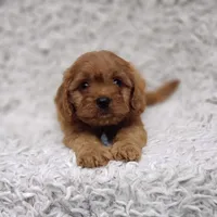 Reuben, a male Cavalier King Charles Spaniel and Poodle - Toy  for sale in Elizabethton, TN – 10 of 10