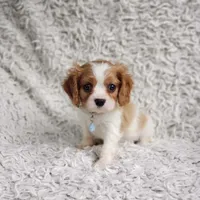 Westley, a male Cavalier King Charles Spaniel for sale in Elizabethton, TN – 3 of 8