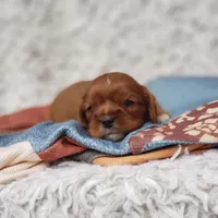 AKC Ferguson, a male Cavalier King Charles Spaniel for sale in Elizabethton, TN – 4 of 7