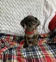 Mason, a male Cavapoo for sale in Elizabethton, TN – 2 of 6