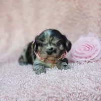 Charlotte, a female Cavalier King Charles Spaniel and Chihuahua for sale in Elizabethton, TN – 6 of 10