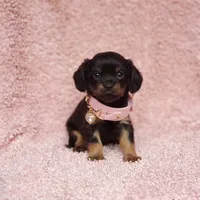 Daisy, a female Cavalier King Charles Spaniel and Chihuahua for sale in Elizabethton, TN – 5 of 8