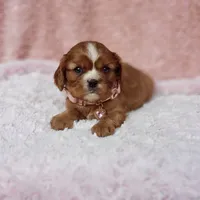AKC Georgia, a female Cavalier King Charles Spaniel for sale in Elizabethton, TN – 6 of 10