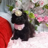 Lily, a female Cavapoo for sale in Elizabethton, TN – 5 of 6