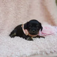 Daisy , a female Cavalier King Charles Spaniel and Chihuahua for sale in Elizabethton, TN – 6 of 7