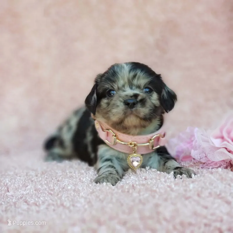 Charlotte – Cavalier King Charles Spaniel, Chihuahua puppy for sale in Elizabethton, TN