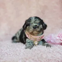 Charlotte, a female Cavalier King Charles Spaniel and Chihuahua for sale in Elizabethton, TN – 1 of 10