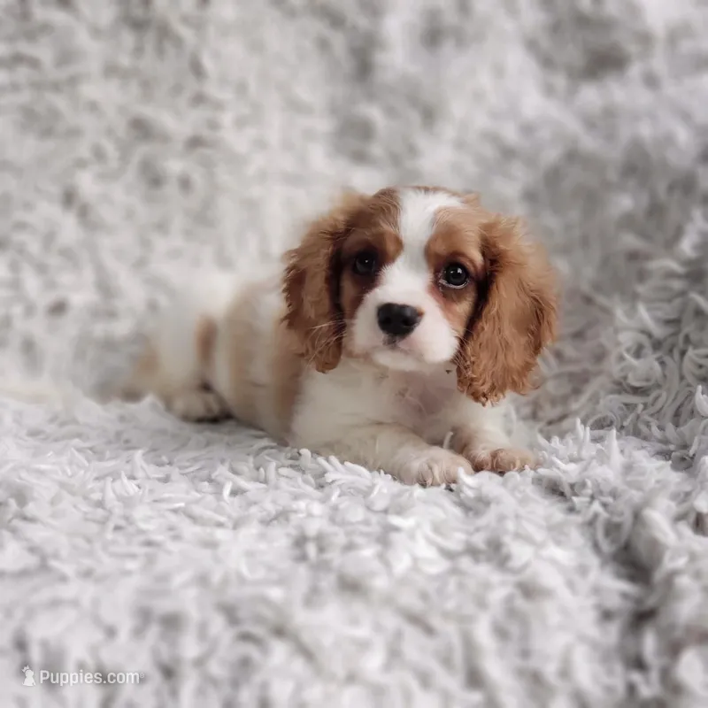 Westley – Cavalier King Charles Spaniel puppy for sale in Elizabethton, TN