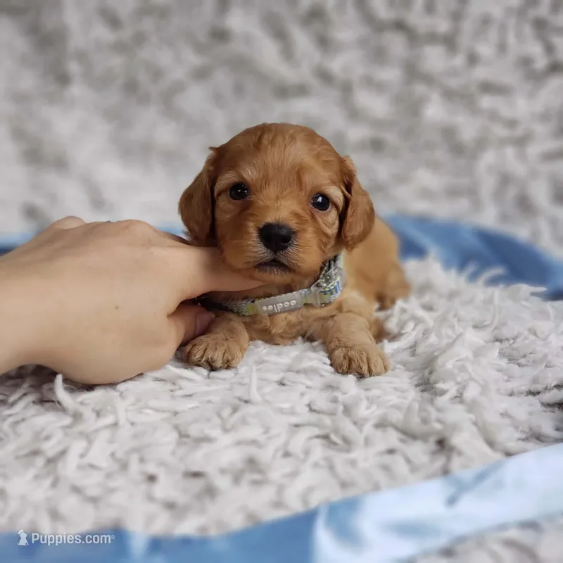 Liam – Cavalier King Charles Spaniel, Poodle - Toy  puppy for sale in Elizabethton, TN