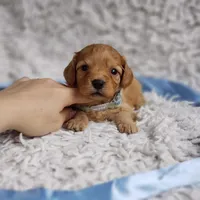 Liam, a male Cavapoo for sale in Elizabethton, TN – 6 of 6